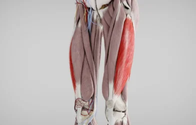 Vastus Lateralis Muscle
